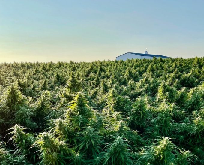 cbd-hemp-farm-cbd.jpg